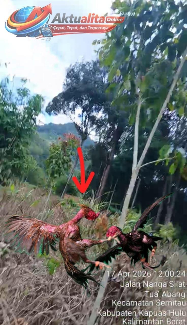 Sabung Ayam Ilegal Kembali Marak di Sekedau Semitau, Warga Desak Polda Kalbar Tindak Tegas