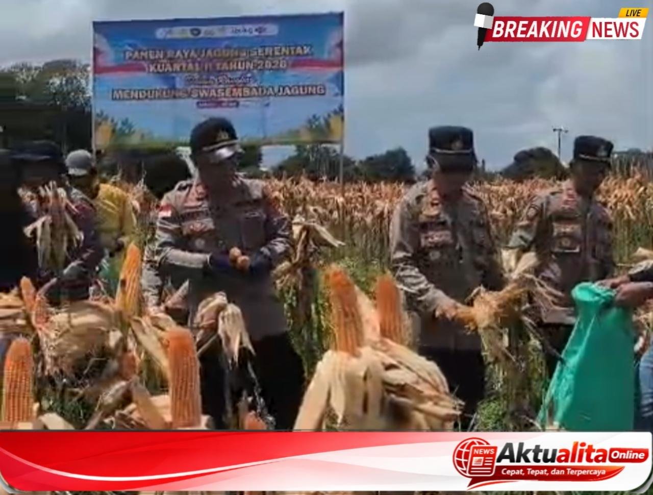 Panen Raya Jagung di Kuala Buayan Pecah! Bukti Sanggau Siap Jadi Kekuatan Pangan Kalbar