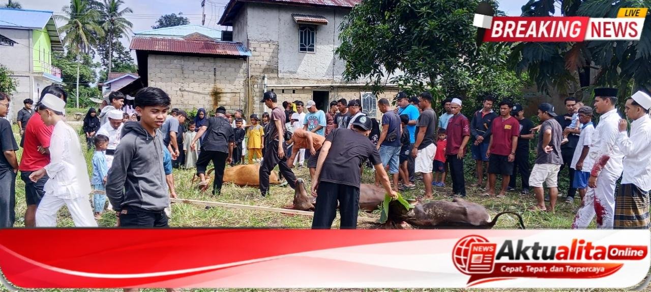 Penyembelihan Hewan Qurban di Masjid Al Mubin Berlangsung Khidmat, Ust Hendri dan Ketua Masjid Nopi Alpiansyah Turun Langsung