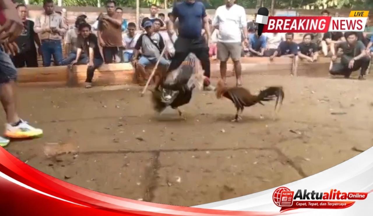 Judi Sabung Ayam di Nanga Danau Diduga Kian Terang-Terangan, Warga Tagih Ketegasan Polres Kapuas Hulu