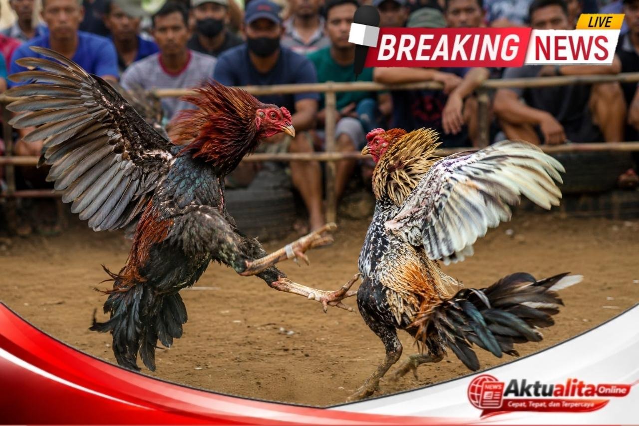 Aktivitas Sabung Ayam Marak di Desa Belimbing Silat Hulu, Komitmen Kapolda Kalbar Baru Diuji.