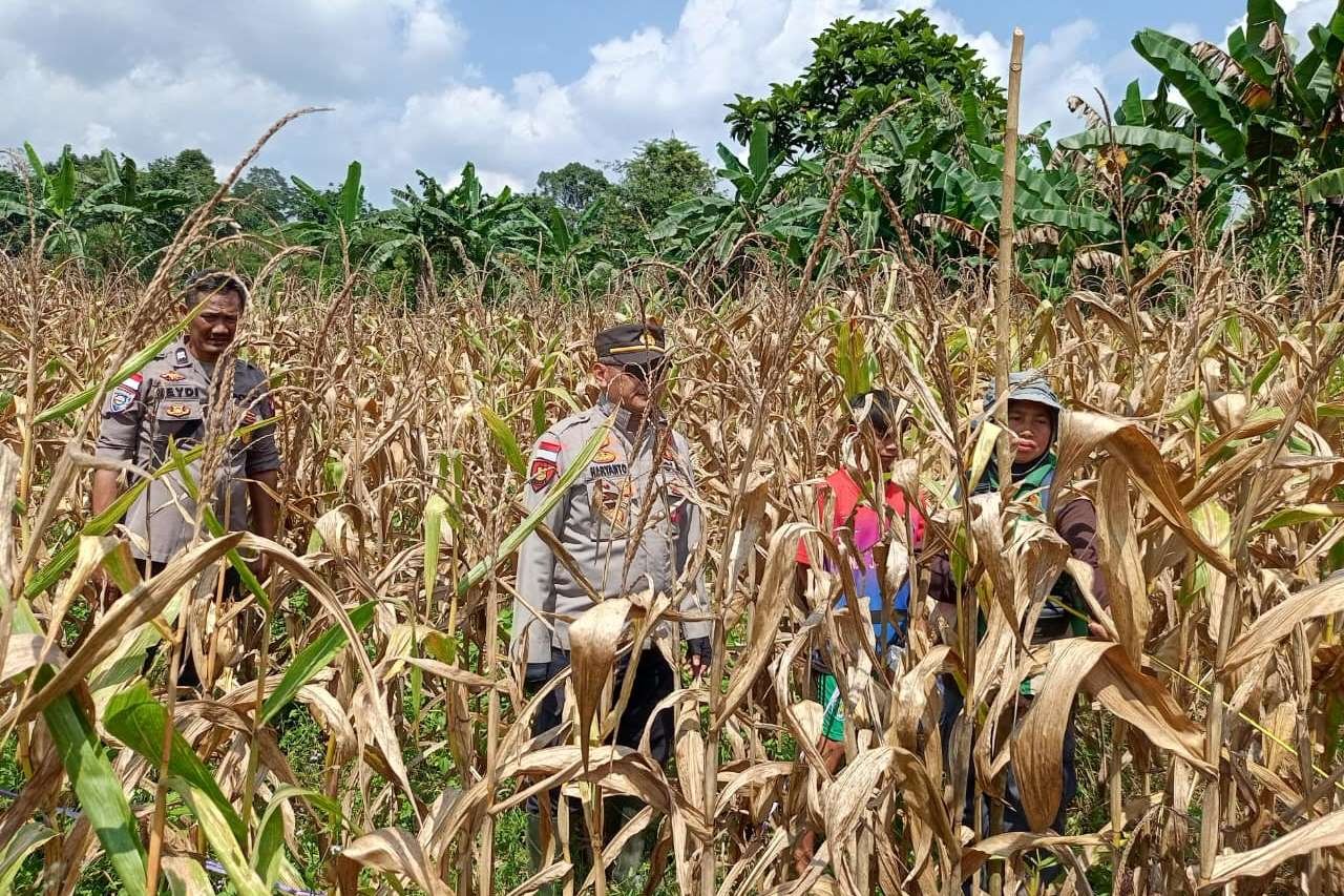 Panen Jagung Hibrida di Noyan Capai 11,68 Ton, Polsek Dukung Ketahanan Pangan